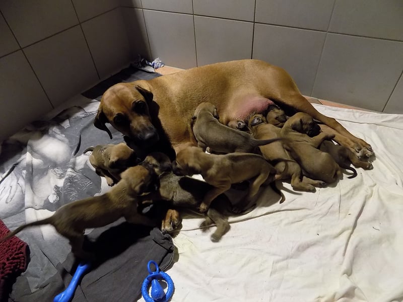 Farm-Hunde-Hotel  + RRR-WELPEN-Wurf - Abgabe April 2026