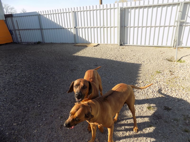 Farm-Hunde-Hotel  + RRR-WELPEN-Wurf - Abgabe April 2026