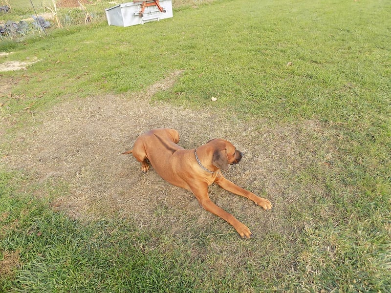 Farm-Hunde-Hotel  "5-Sterne+4-Pfoten"