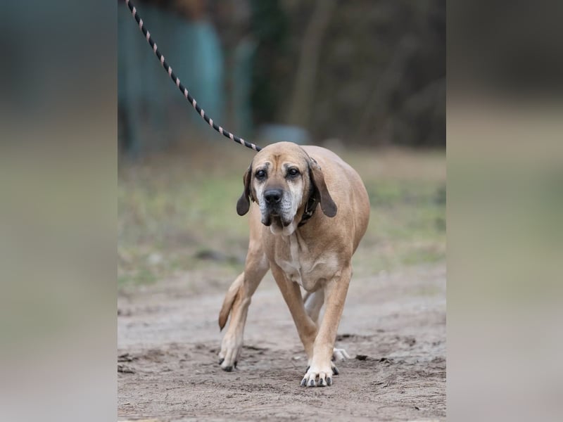 Nadin-VI, sanfte Riesin sucht Gnadenplatz!