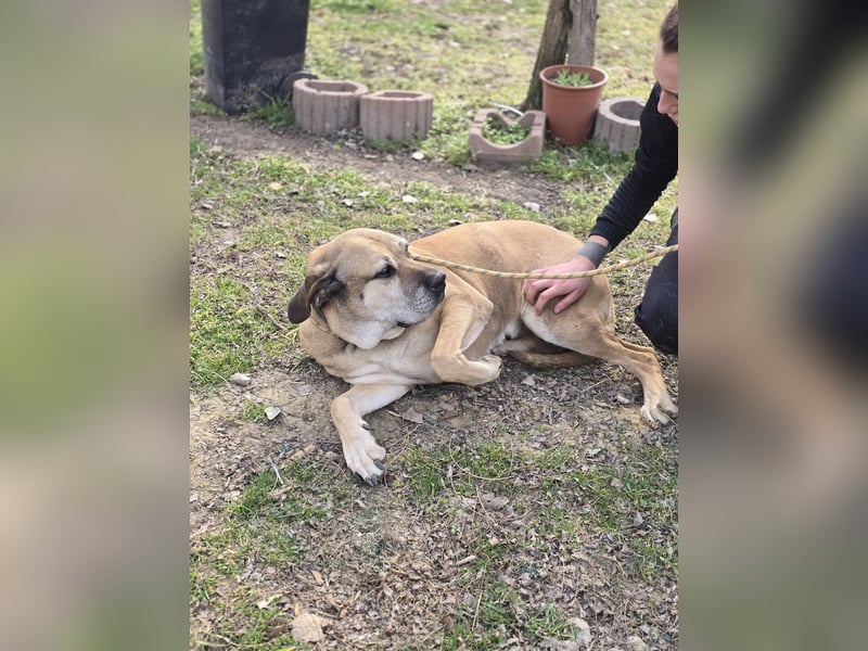 Nadin-VI, sanfte Riesin sucht Gnadenplatz!