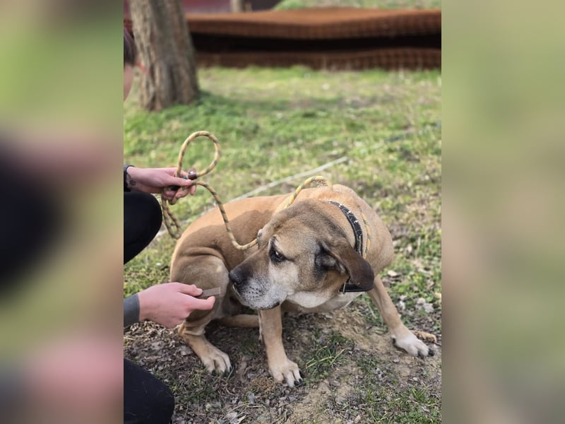 Nadin-VI, sanfte Riesin sucht Gnadenplatz!