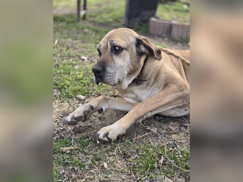 Nadin-VI, sanfte Riesin sucht Gnadenplatz!