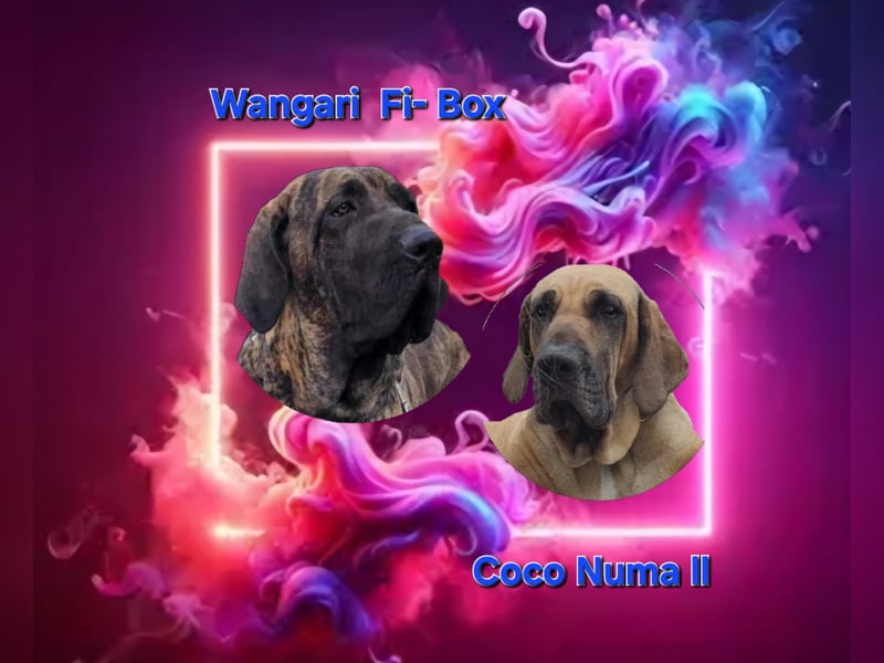 Fila Brasileiro