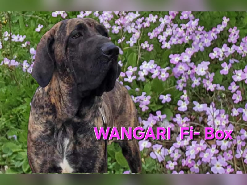 Fila Brasileiro