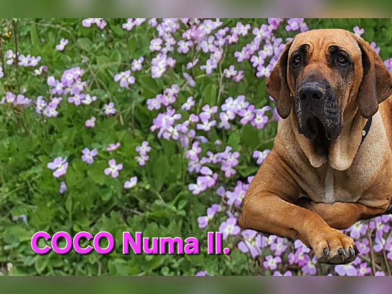 Fila Brasileiro