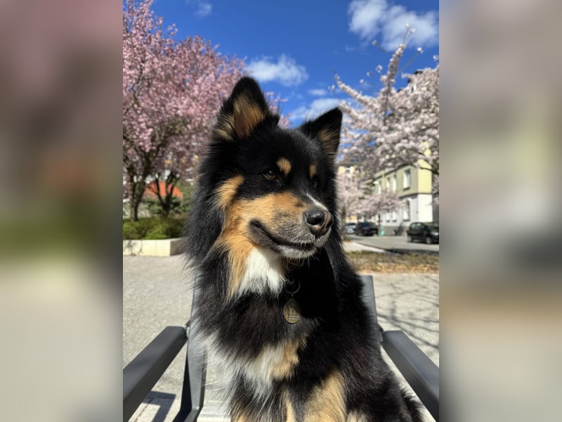 Charmanter Finnischer Lapphund (Tricolor) - Prachtvoller Deckrüde