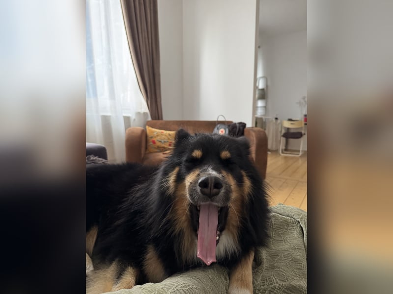 Charmanter Finnischer Lapphund (Tricolor) - Prachtvoller Deckrüde