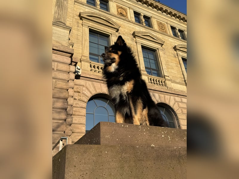 Charmanter Finnischer Lapphund (Tricolor) - Prachtvoller Deckrüde