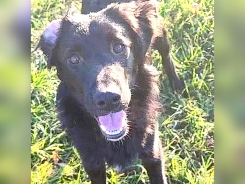 (R) ❤️ superlieber Familienhund COOPER - 1,5 Jahre, 55cm - Flat Coated Retriever