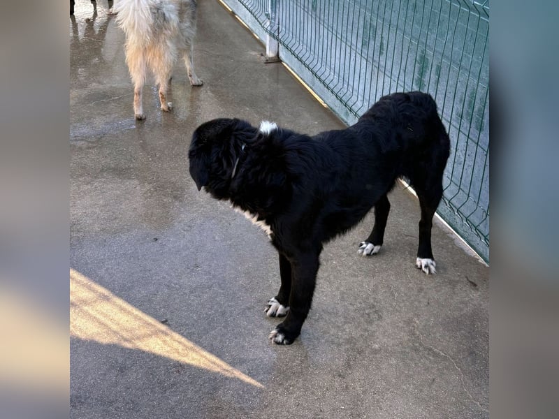 großer ruhiger Retriever-Herdenschutzhund Cody sucht ein Zuhause