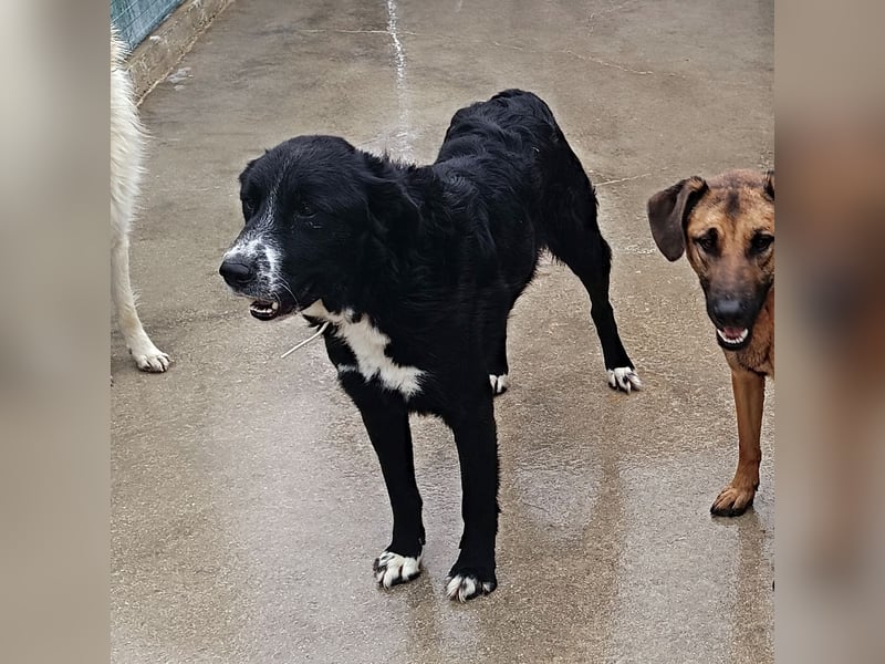 großer ruhiger Retriever-Herdenschutzhund Cody sucht ein Zuhause
