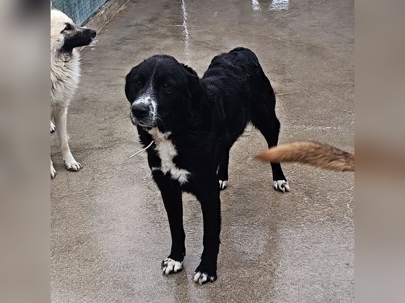 großer ruhiger Retriever-Herdenschutzhund Cody sucht ein Zuhause