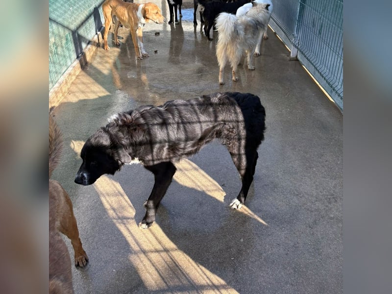 großer ruhiger Retriever-Herdenschutzhund Cody sucht ein Zuhause