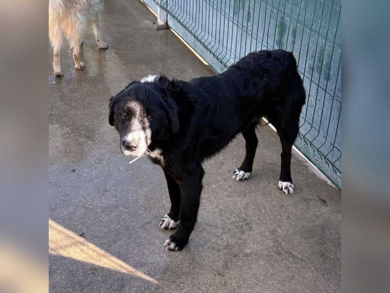 großer ruhiger Retriever-Herdenschutzhund Cody sucht ein Zuhause
