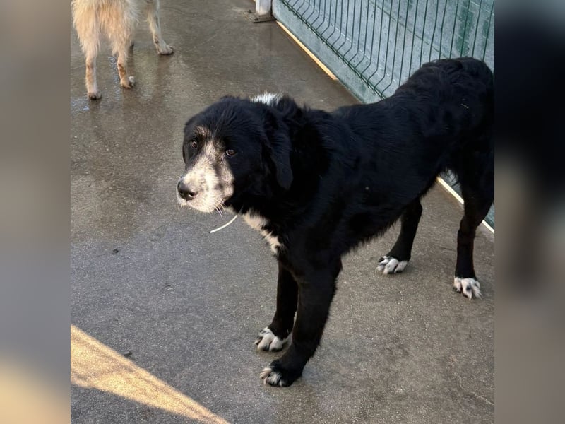 großer ruhiger Retriever-Herdenschutzhund Cody sucht ein Zuhause