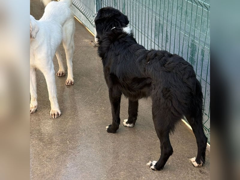 großer ruhiger Retriever-Herdenschutzhund Cody sucht ein Zuhause