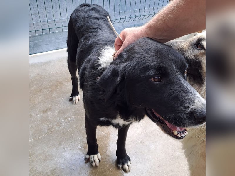 großer ruhiger Retriever-Herdenschutzhund Cody sucht ein Zuhause