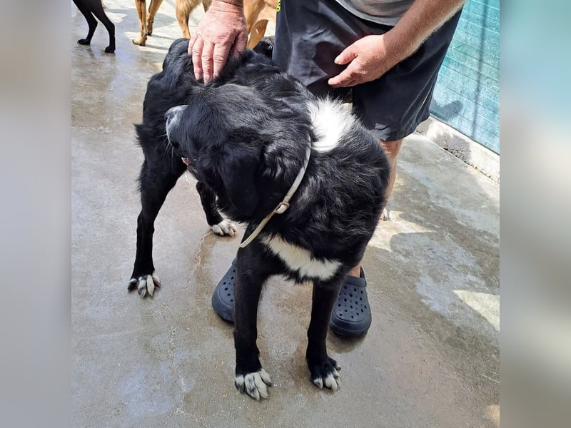 großer ruhiger Retriever-Herdenschutzhund Cody sucht ein Zuhause