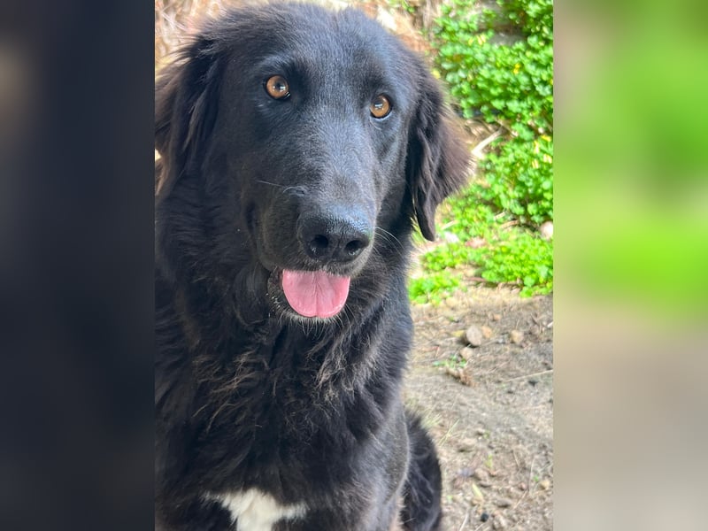 Stella –  die wunderschöne Retriever-Mix-Hündin sucht ihre Lieblingsmenschen