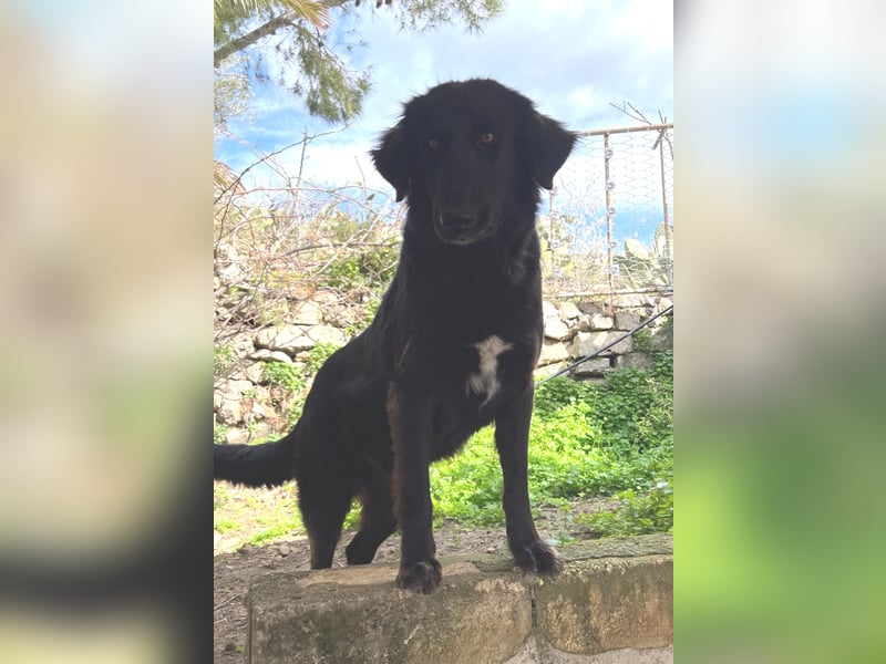 Stella –  die wunderschöne Retriever-Mix-Hündin sucht ihre Lieblingsmenschen