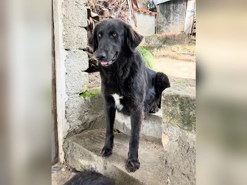 Stella –  die wunderschöne Retriever-Mix-Hündin sucht ihre Lieblingsmenschen