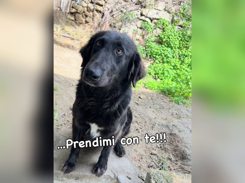 Stella –  die wunderschöne Retriever-Mix-Hündin sucht ihre Lieblingsmenschen