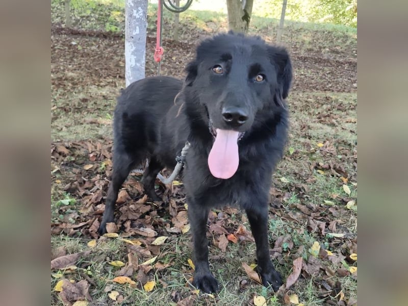 Riki ein wunderhübscher Rüde