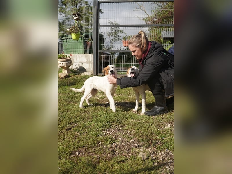 Csillam, süße Retriever Mix  Welpe Hündin geb. 03/2024