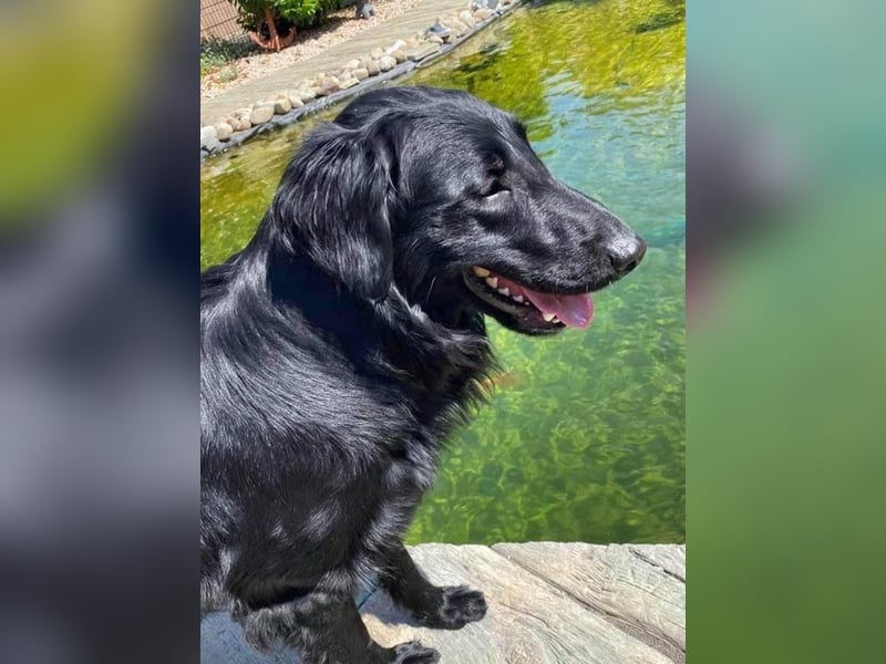 Flat Coated Retriever Welpen