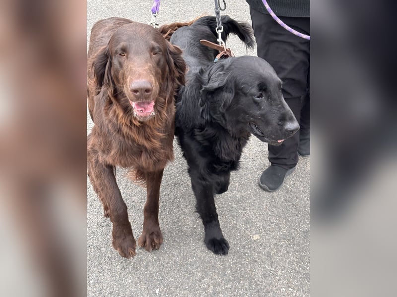 Flat Coated Retriever Welpen