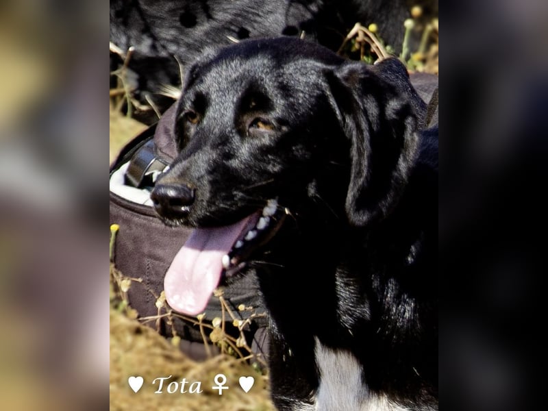 Drei wunderschöne Familienhunde suchen ein Zuhause