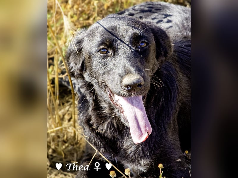 Drei wunderschöne Familienhunde suchen ein Zuhause