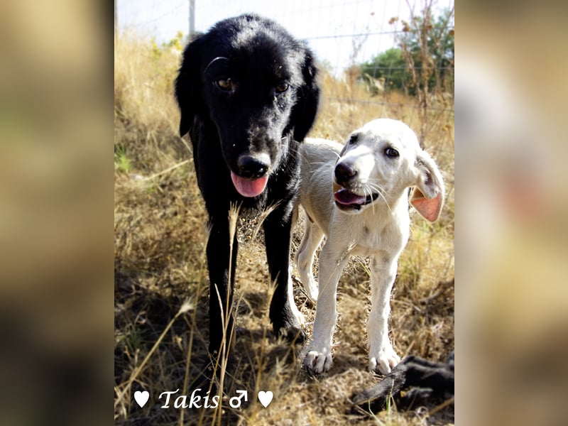 Drei wunderschöne Familienhunde suchen ein Zuhause