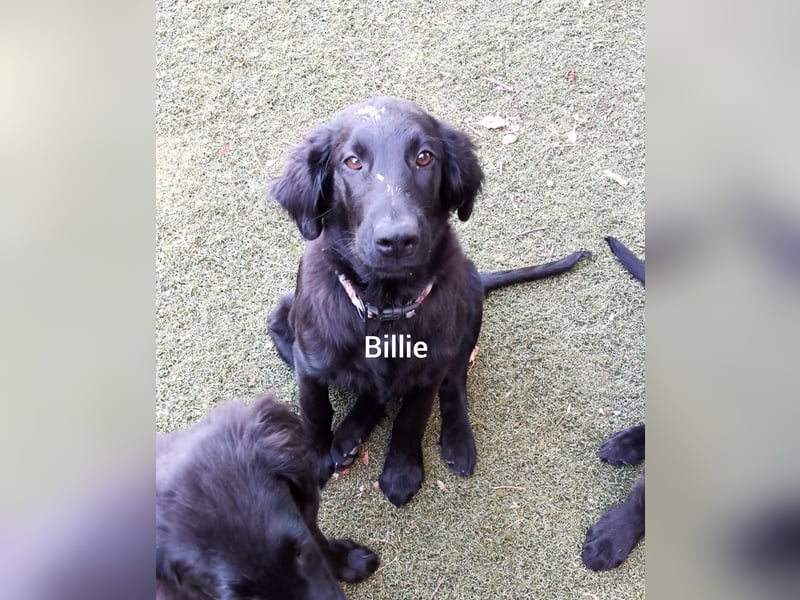 Flat coated Retriever Mädl Billie 4 Monate