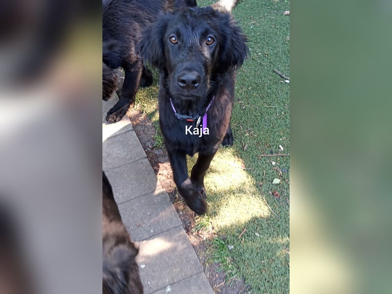 Flat coated Retriever Mädl Kaja 4 Monate