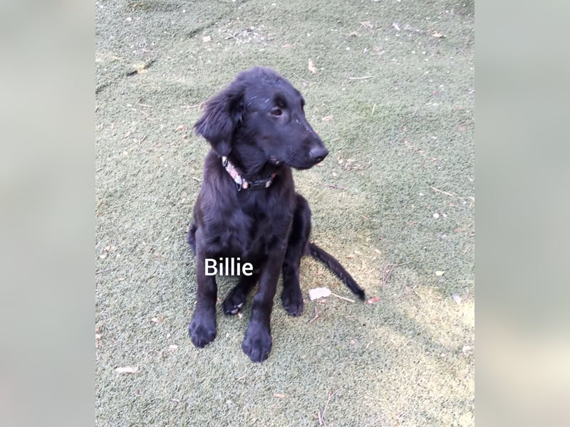 Flat coated Retriever Mädl Billie 4 Monate
