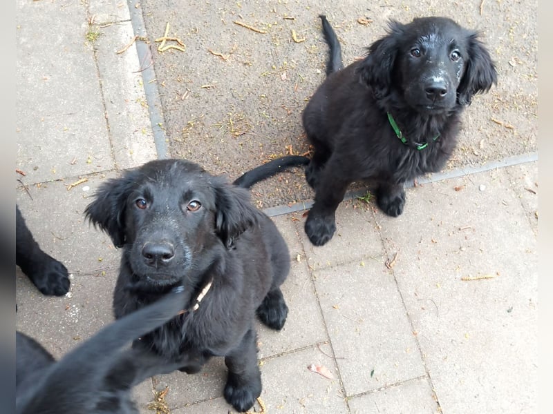 Flat coated Retriever Mädls 12 Wochen