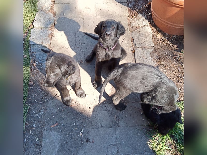 Flat coated Retriever Mädls 12 Wochen