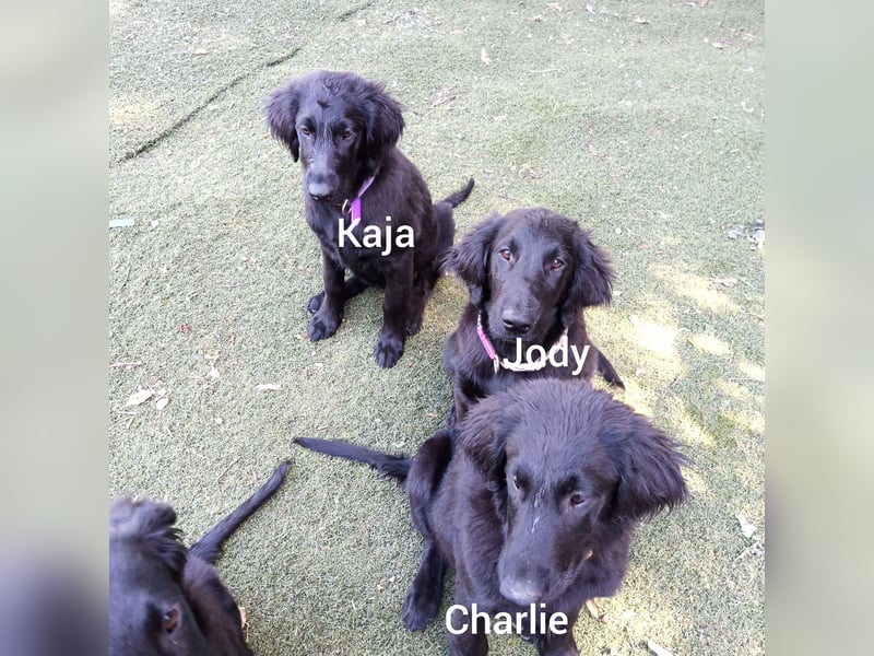 Flat coated Retriever Mädl Kaja 4 Monate