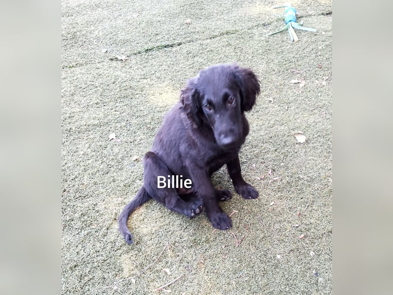 Flat coated Retriever Mädl Billie 4 Monate