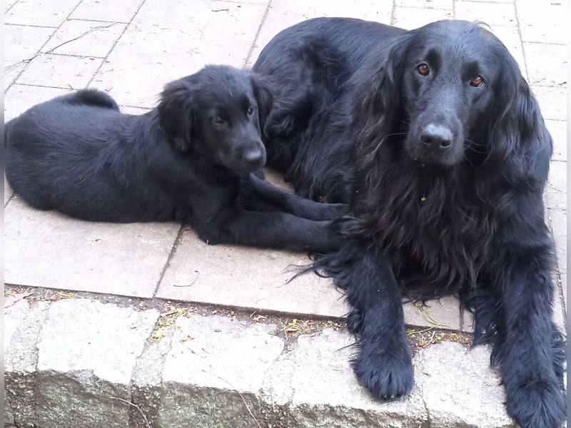 Flat coated Retriever Mädls 12 Wochen