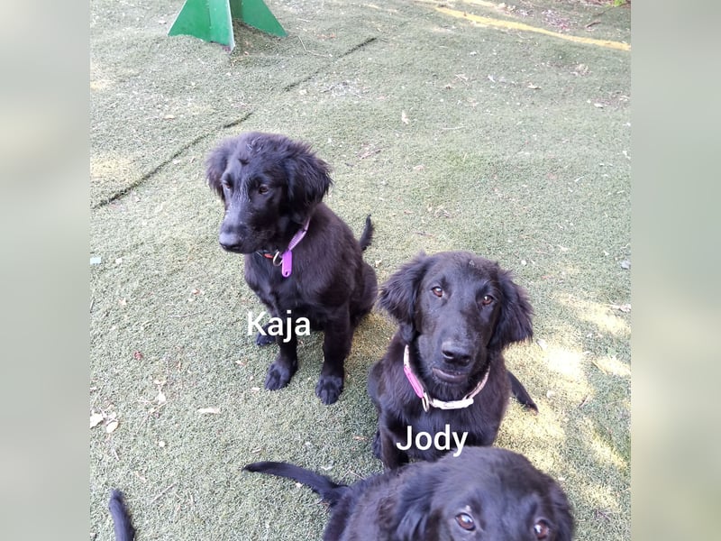 Flat coated Retriever Mädl Kaja 4 Monate