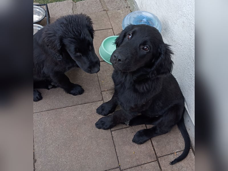 Flat coated Retriever Mädls 12 Wochen
