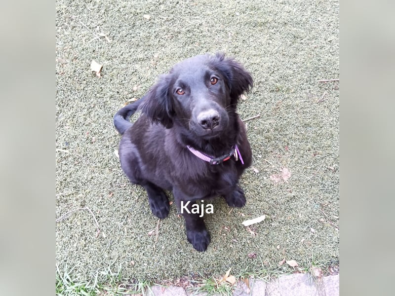 Flat coated Retriever Mädl Kaja 4 Monate