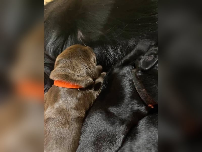 Flat Coated Retriever Welpen