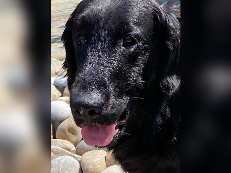 Flat Coated Retriever Welpen