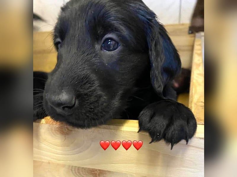 Flat Coated Retriever Welpen