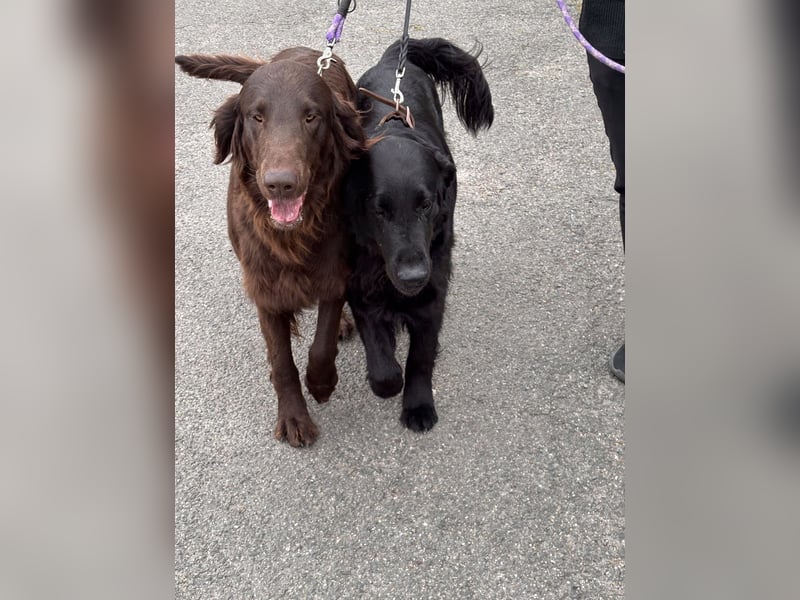 Flat Coated Retriever Welpen