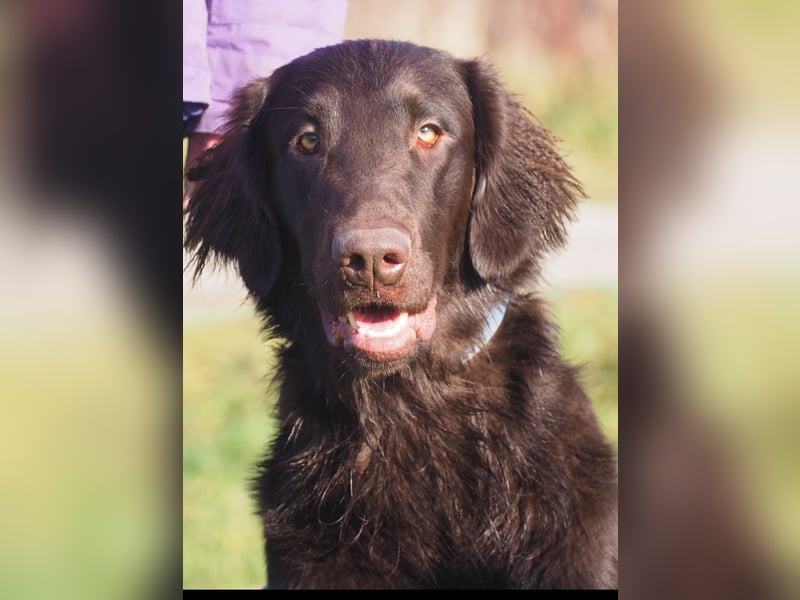 Flat Coated Retriever Welpen